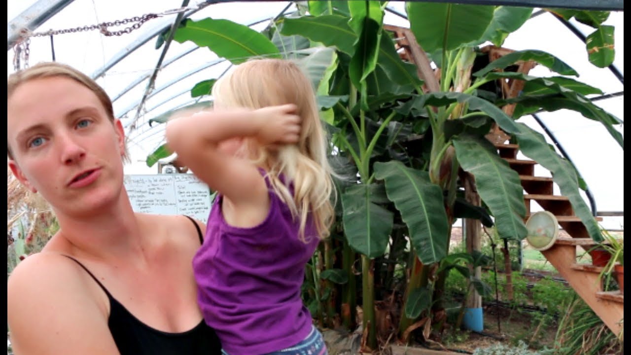 Growing Tropical Fruit In Idaho...Natural Geothermal Greenhouses