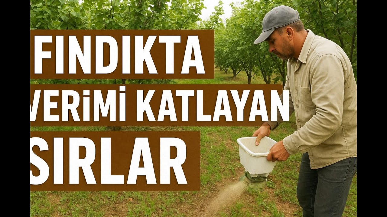 Fındıkta Verimi Katlayan Sır Doğru Gübreleme, Fındıkta Gübreleme Nasıl ve Nezaman Ne Şekilde Yapılır