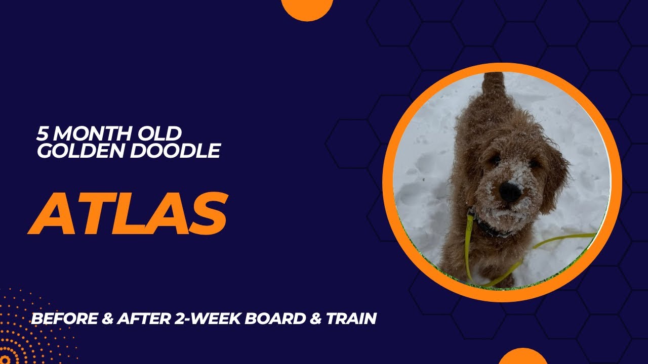Atlas - 5 month old Golden Doodle | 2-Week Board and Train | Pittsburgh