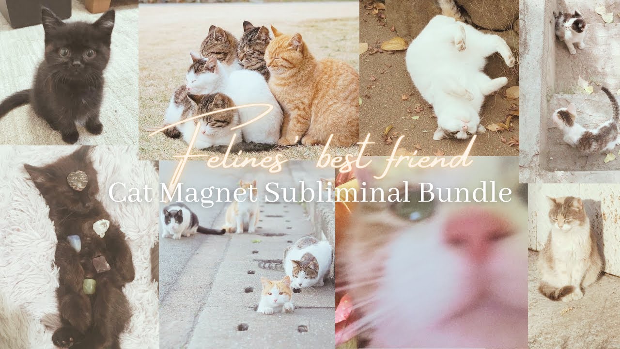 ˚ ༘♡ ⋆｡˚𝕱𝖊𝖑𝖎𝖓𝖊𝖘' 𝕭𝖊𝖘𝖙𝖋𝖗𝖎𝖊𝖓𝖉˚ ༘♡ ⋆｡˚ Cat Magnet Subliminal Bundle [111 Formula]