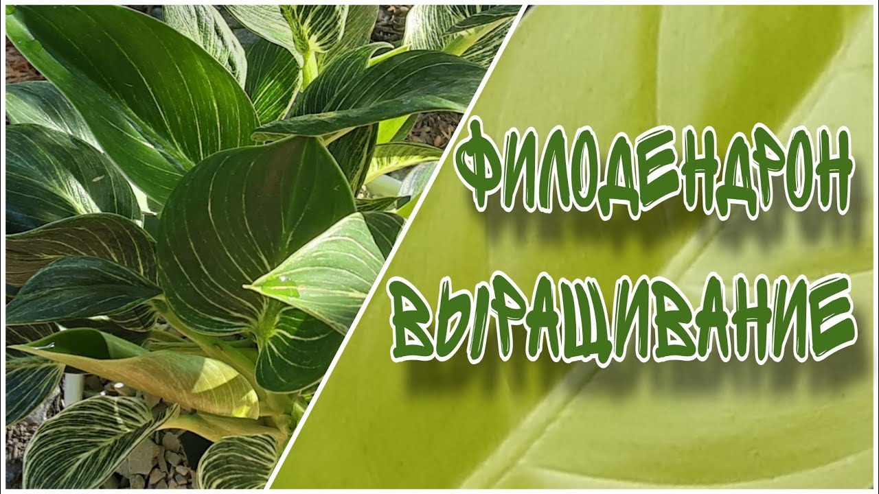 Новый МЕТОД выращивание Филодендрона и других Комнатных Растений