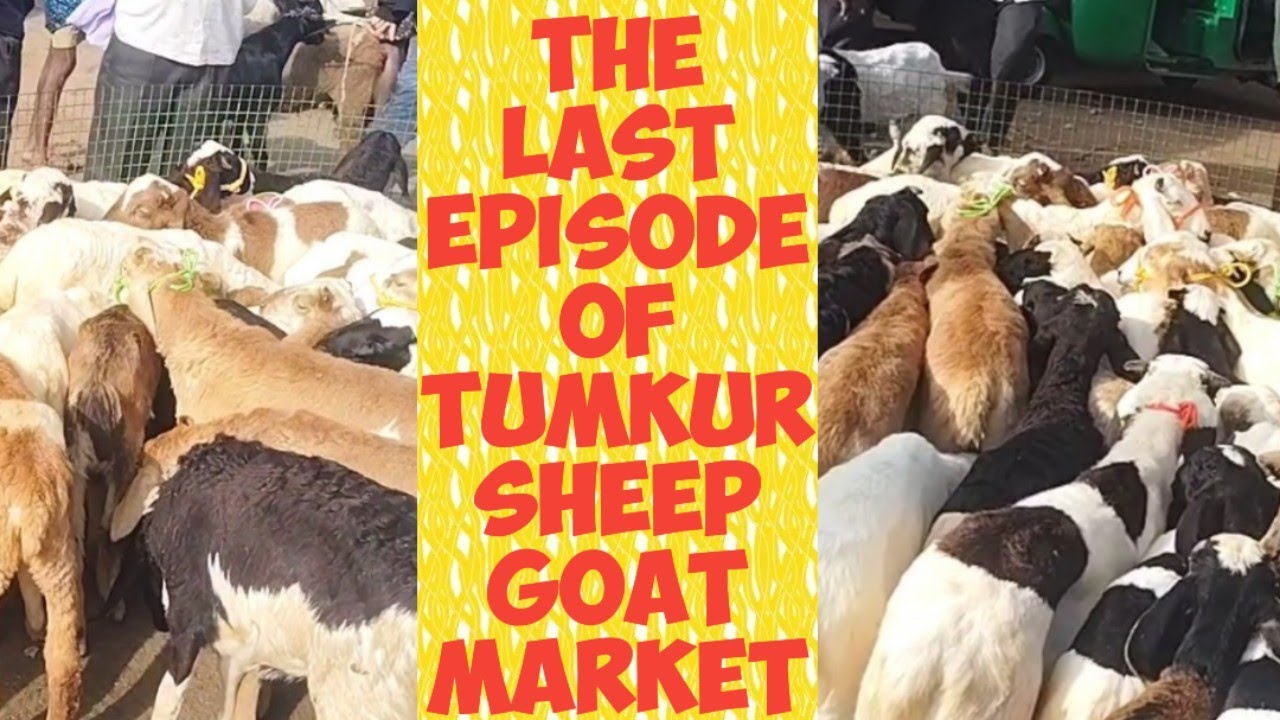 ಕೊನೆಯ ಕಂತು ನೋಡಬಿಡಿ @ agrianimals# tumkur sheep goat market#