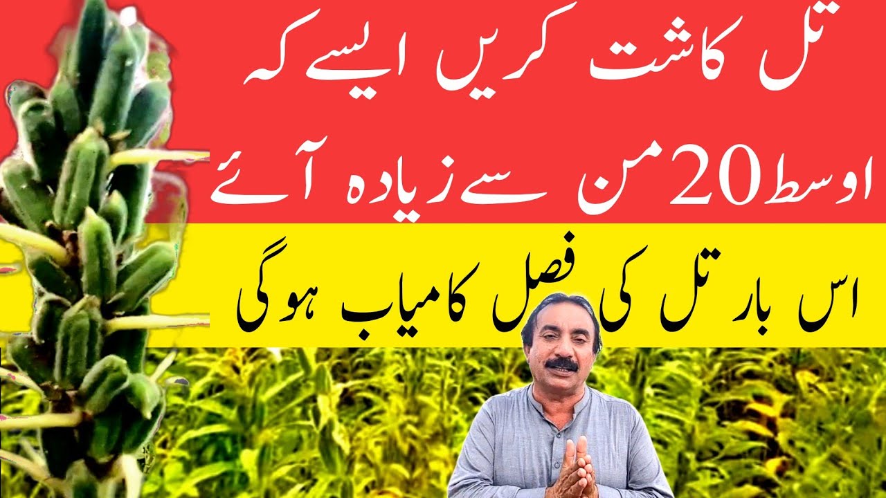 تل کاشت کریں ایسے کہ اوسط 20من سے زیادہ آئے|اس بار تل کی فصل کامیاب ہوگی۔