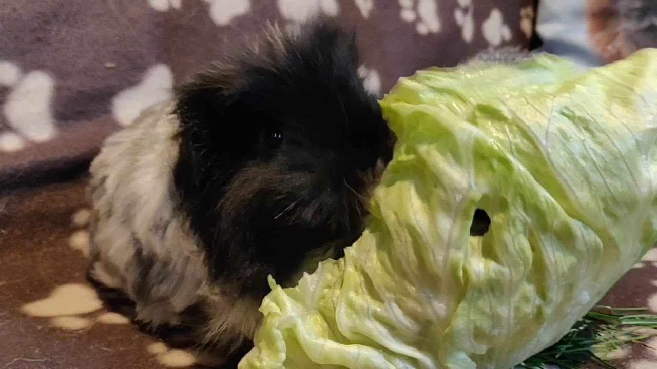 Meerschweinchen : Eine Warnung für alle Meerschweinchen-Halter!