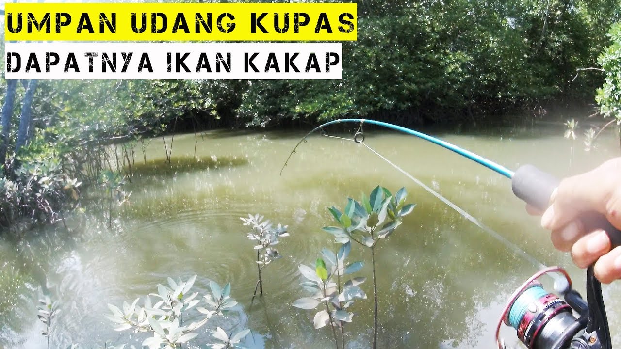 Mancing Kakap Umpan Udang Kupas