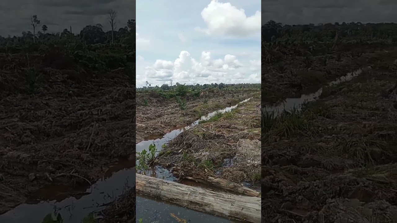 pembukaan lahan sawit kalimantan timur