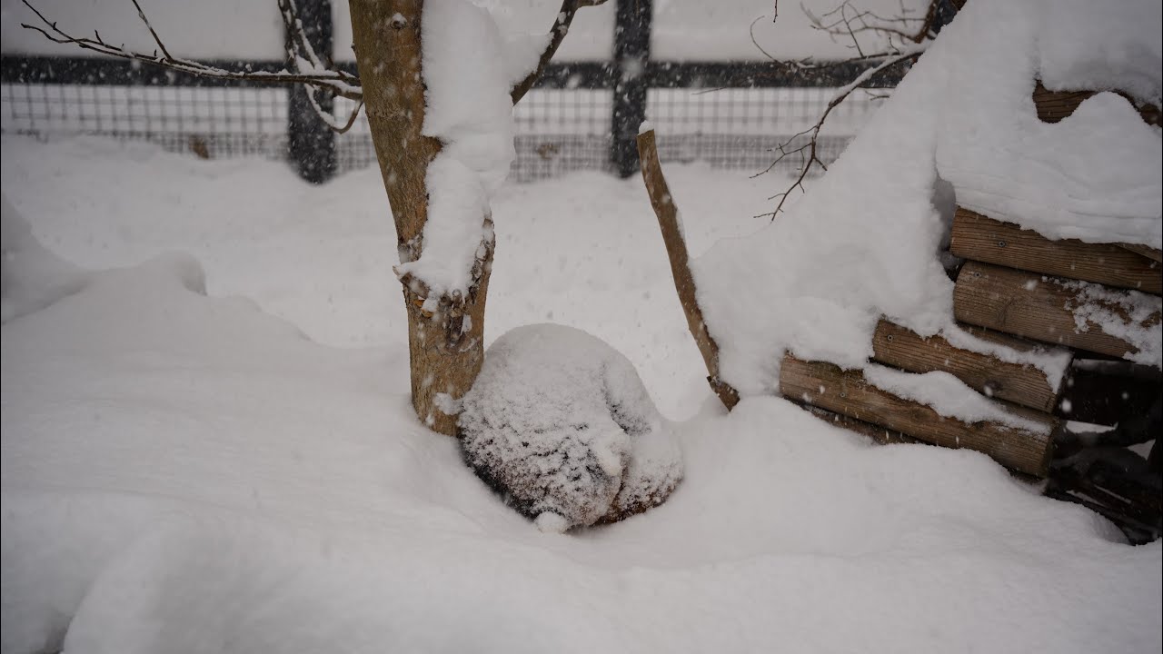 エイタくんがだんだん見えなくなります（円山動物園　レッサーパンダのエイタ）#レッサーパン #redpanda