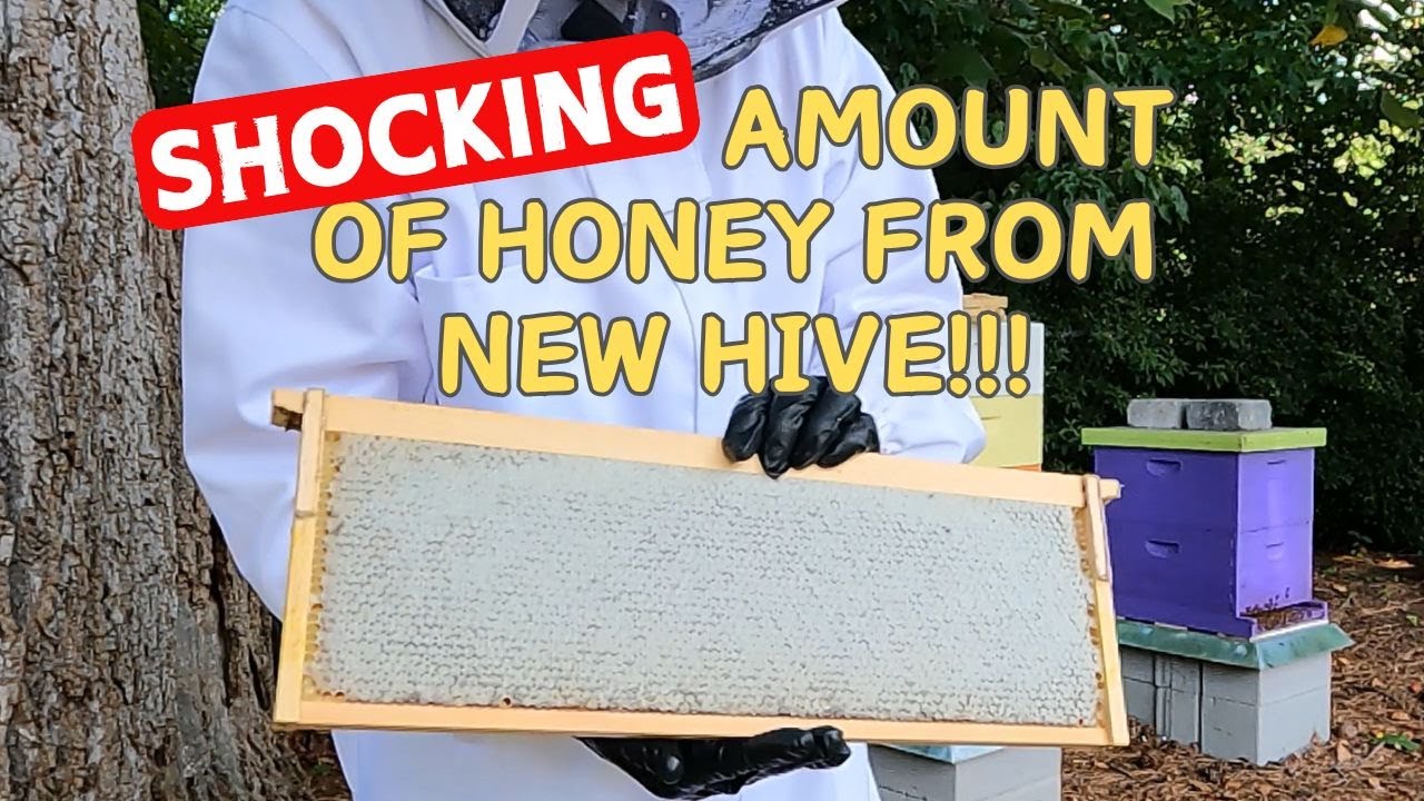 🍯 Our First Honey Harvest! | From Hive to Honey Jar 🍯