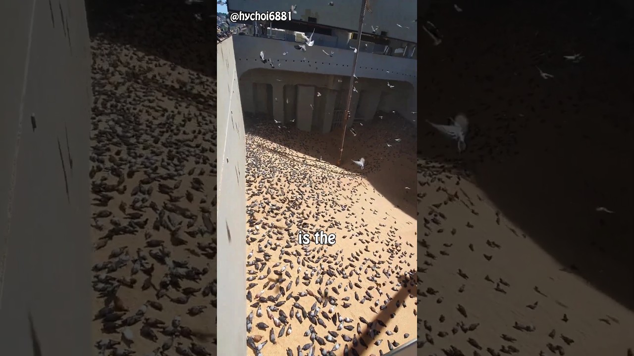Why Grain Ships Don't Use Nets Against Birds