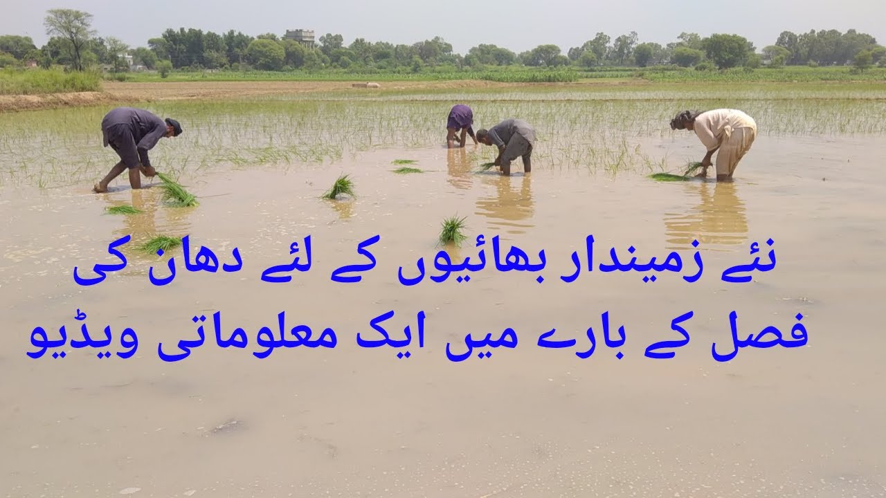 Dhan(Rice)ke fasal|| Rice Cultivation ||Agriculture Guru