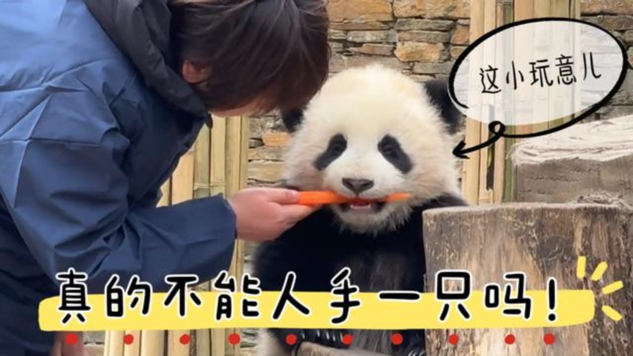 【可爱熊猫】賢賢仔不愧是23級的顏王，讓我見一個愛一個的心，化了一遍又一遍 #大熊猫 #panda