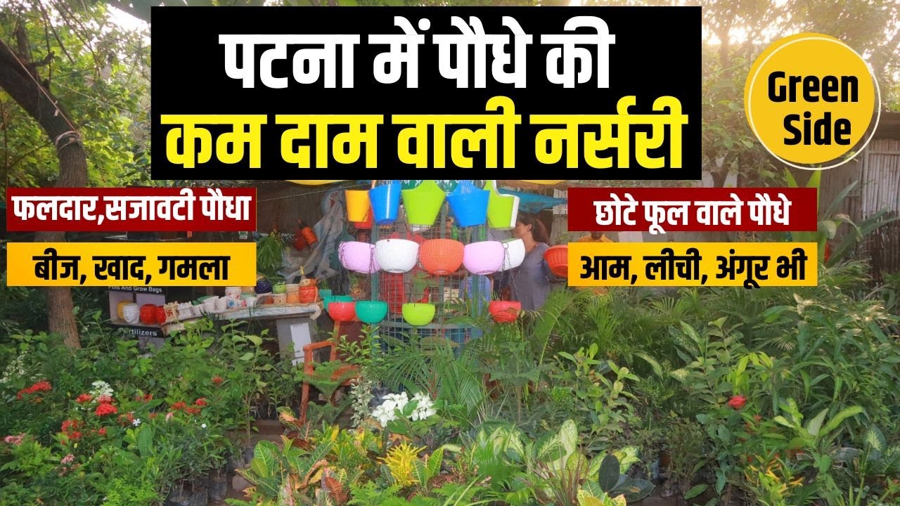 Patna Rajbanshi Nagar More पर Plant Nursery का Tour, घर को सुंदर बनाने वाले सजावटी पौधे की भरमार