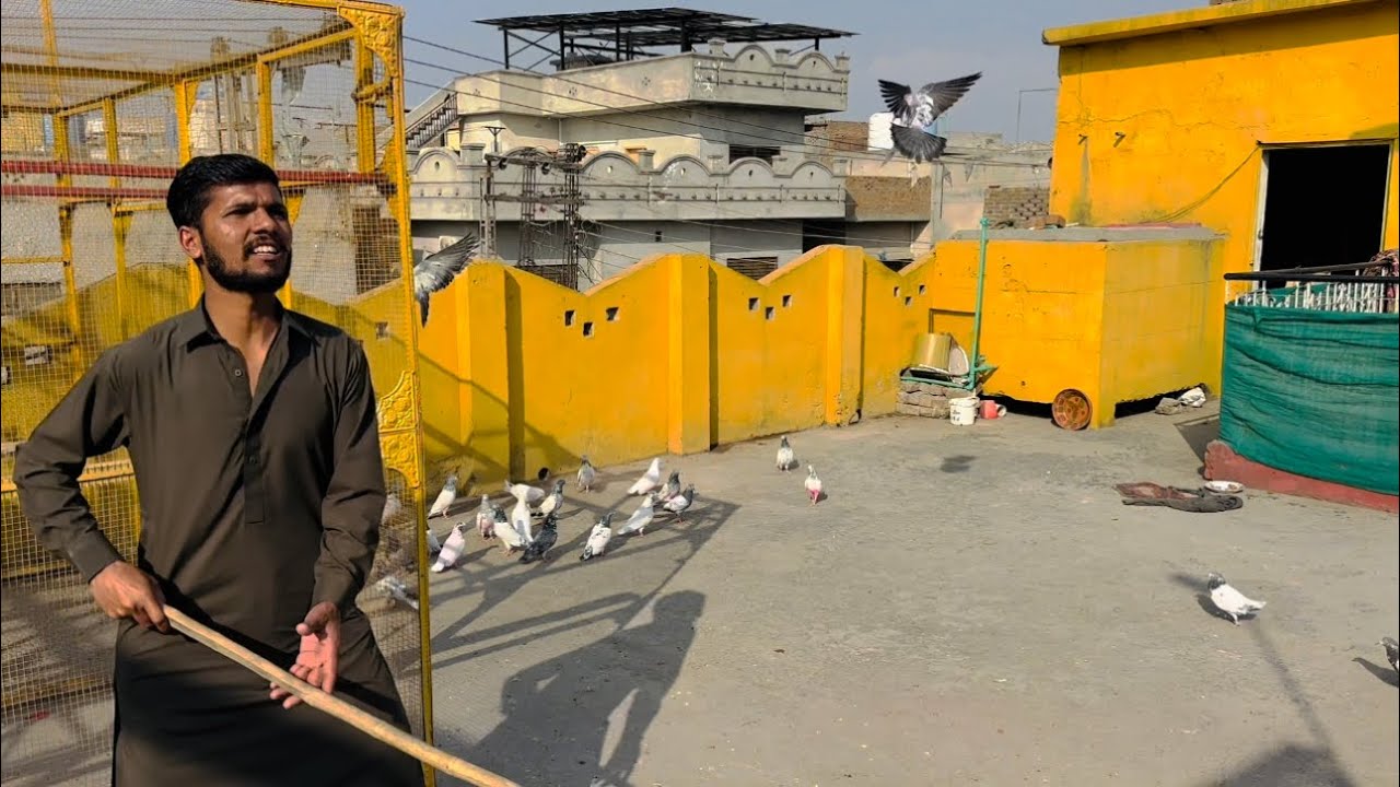 Wajid bhai ny aj aik naye bacha galti sy bhr nikl dia 😱 | Dar pigeons club | 
