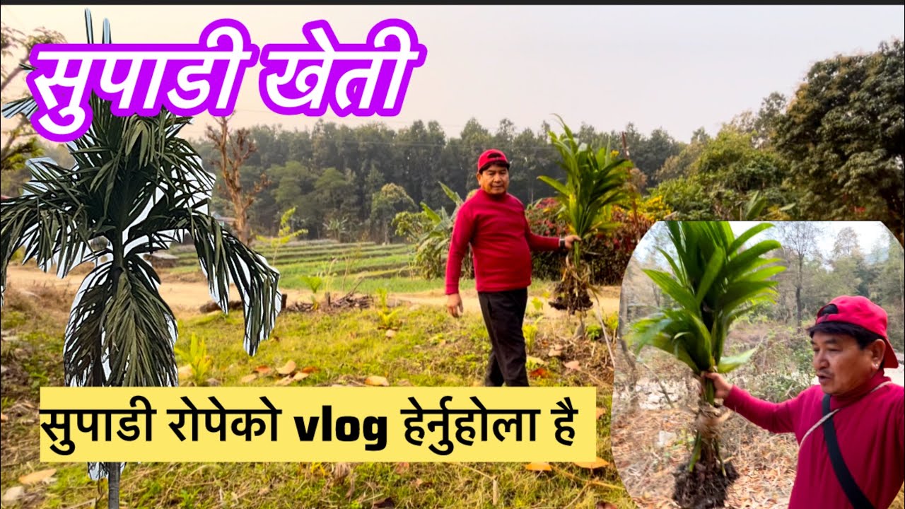 सुपाडी खेती/vlog/Bc gaunlvlog#youtubevideo 