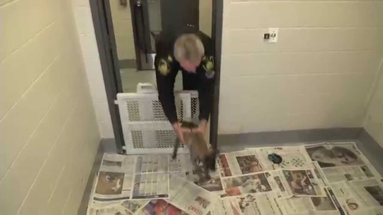 Tracking Our Puppies - 