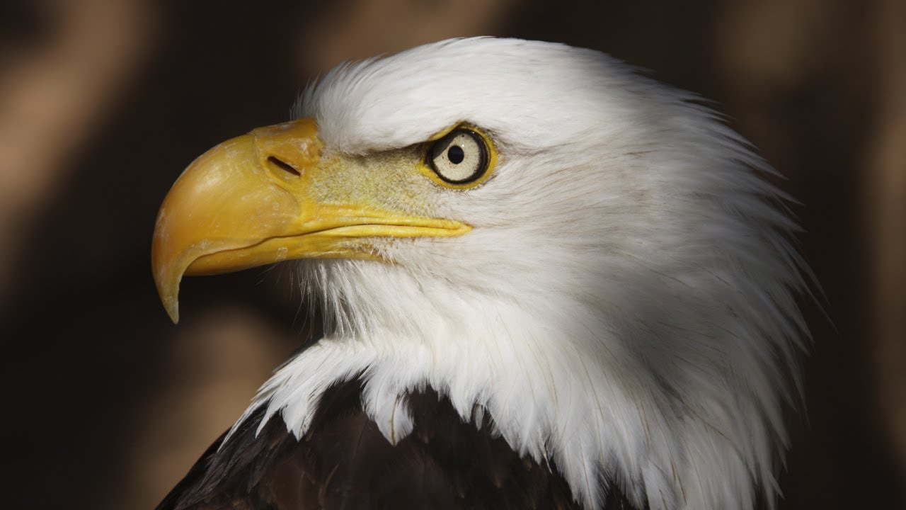 Eagles, Powerful Symbol of God‘s Care