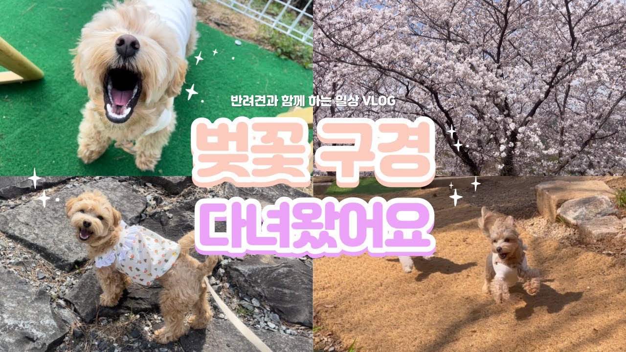 반려견과 함께 하는 일상 vlog |  벚꽃은 사람을 미치게 만들어🌸 | 강아지랑 벚꽃 구경🙆🏻‍♀️🐶❤️