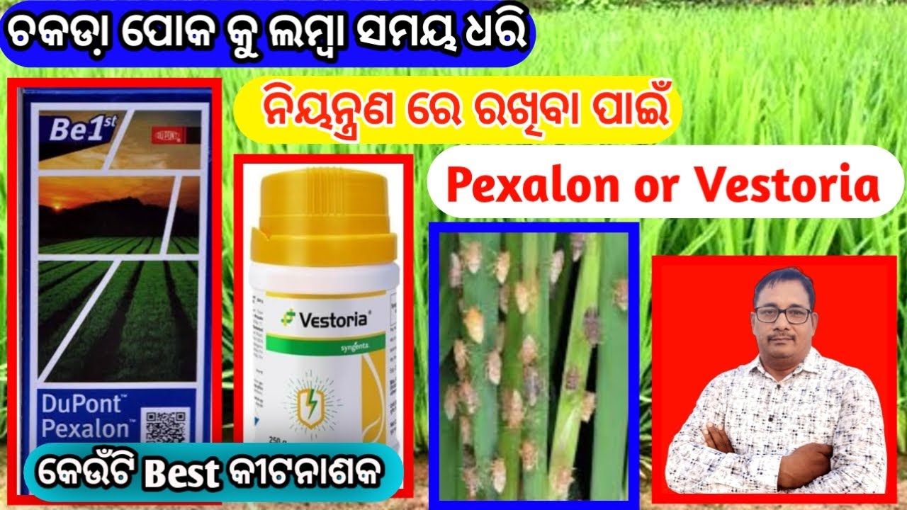 ଚକଡା଼ ପୋକ ପାଇଁ Best pesticide Pexalon ନା Vestoria