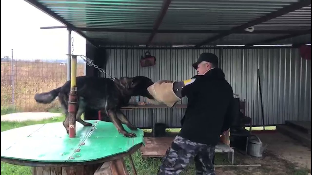 Výcvik psov a šteniatok plemena Nemecký ovčiak a Rotvajler - Chovná stanica zo Sigeru 2