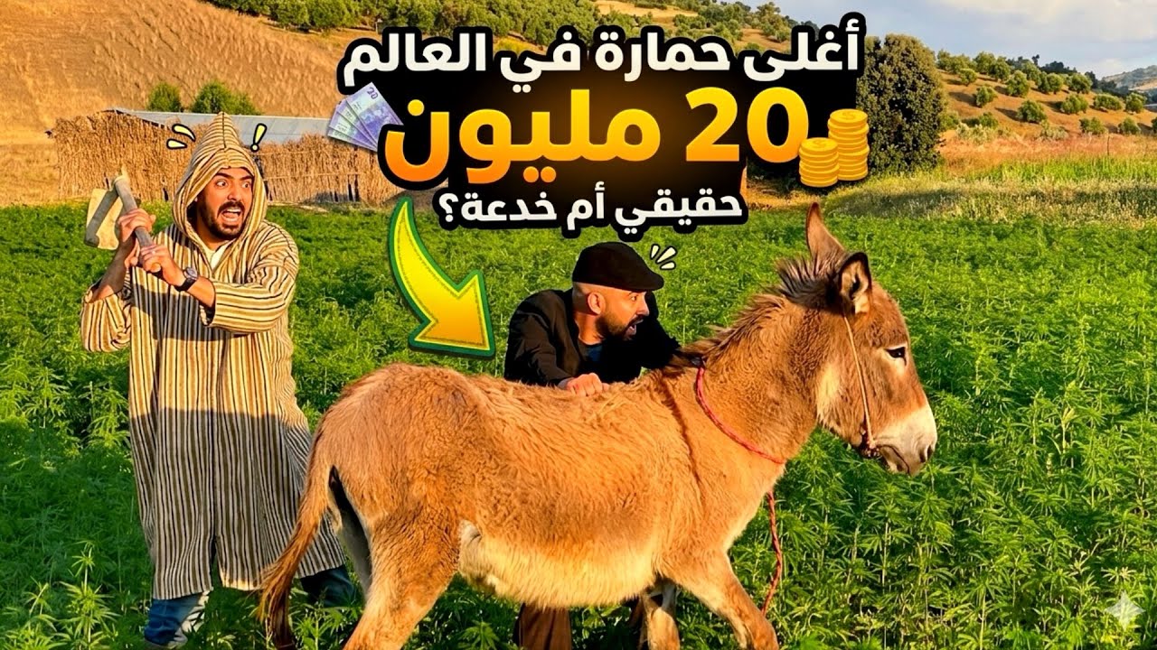 حمارة بثمن لا يصدق 20 مليون 