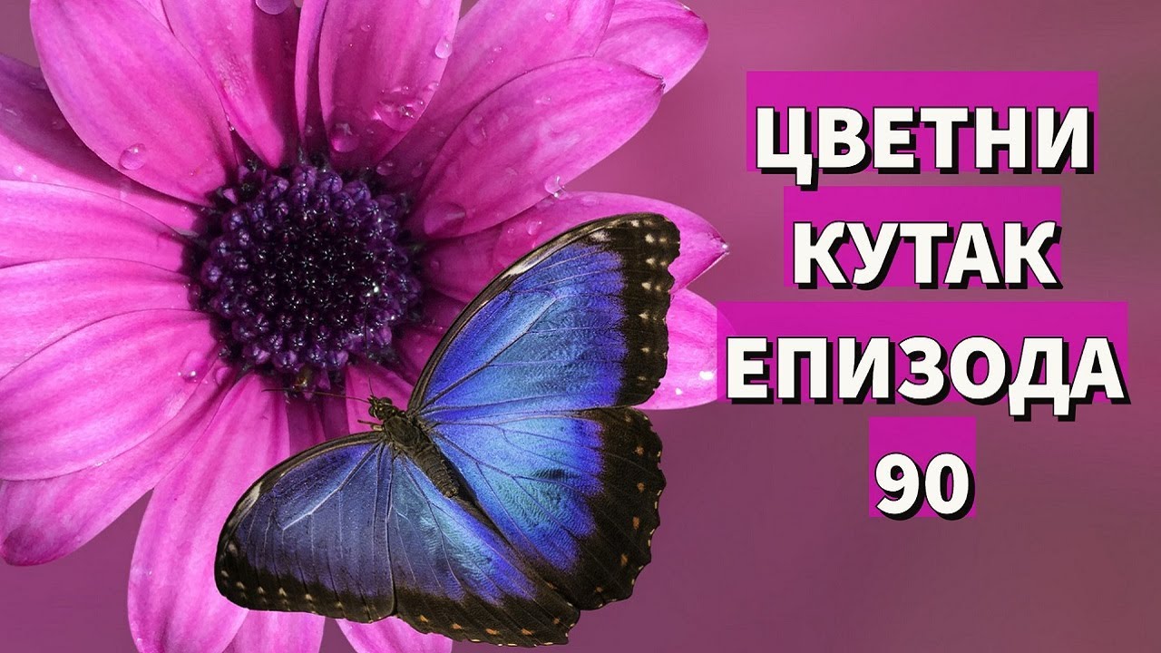 Cvetni kutak ep. 90 29.07.2021. Vodena palma, medunika, astilba, rasadnik 