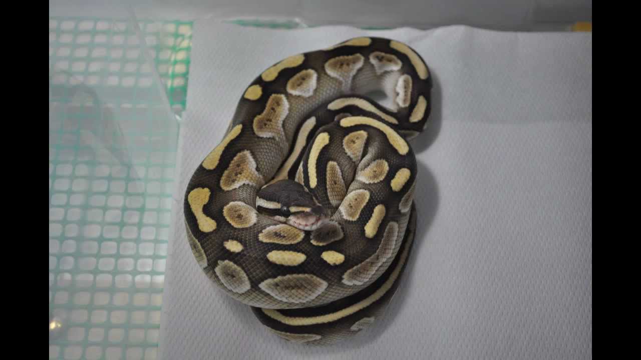 Lesser Platinum - new addition to GPreptiles!