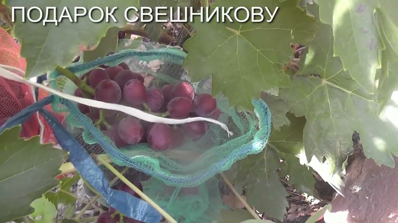25 р.Хелена,Пьострий,Дарунок Свєшнікову,Катюша, Гусар,Кудесник,Сюзанна.