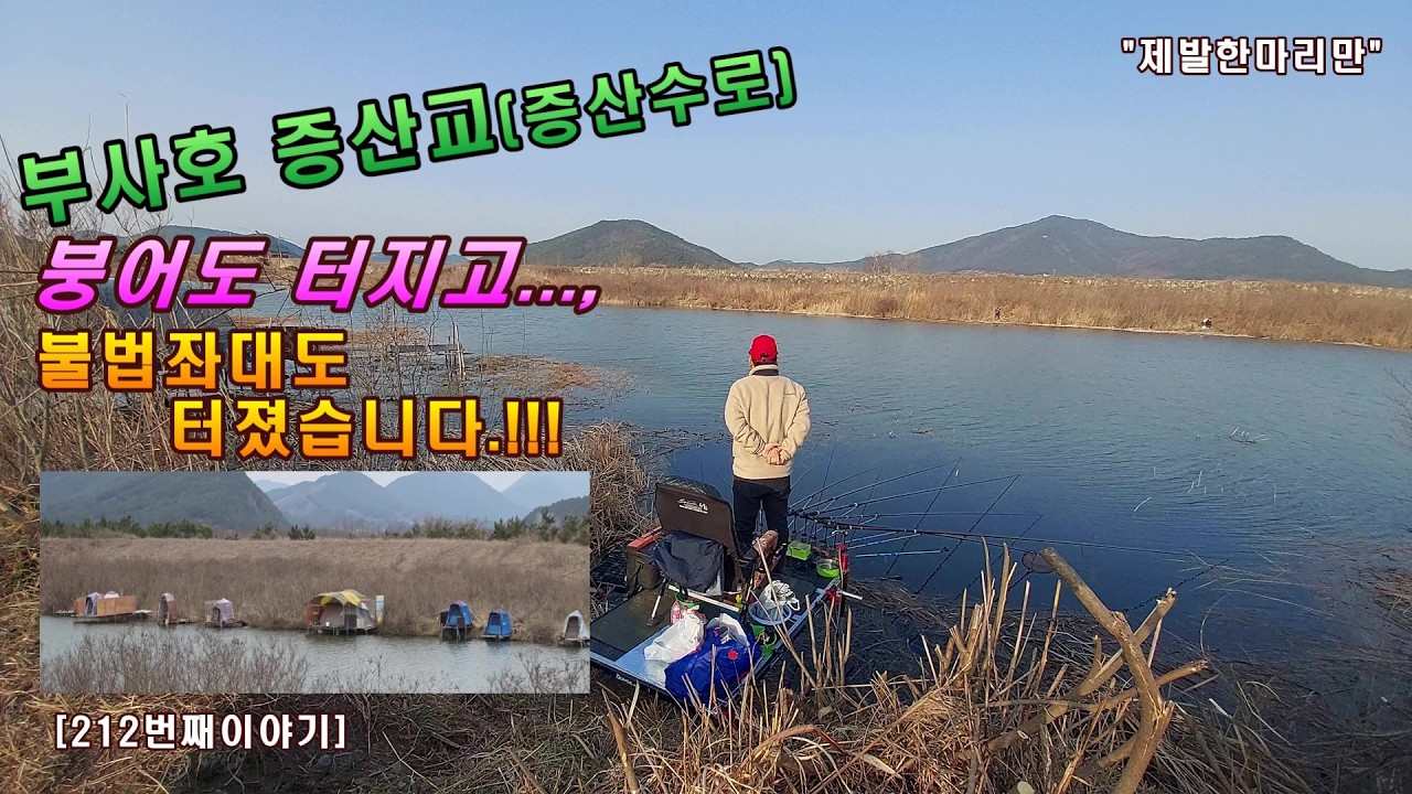 부사호 증산교(증산수로), 붕어도 터지고..., 불법좌대도 터졌습니다.!!![212번째 이야기]