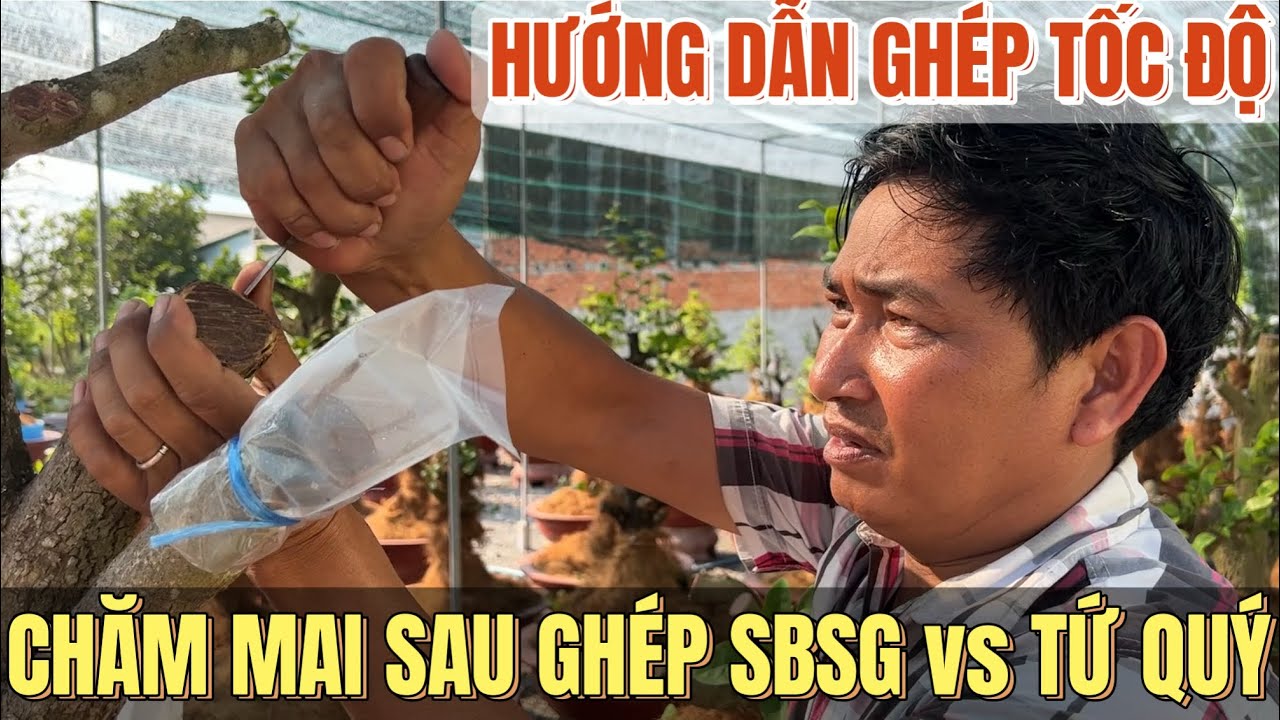 Cao thủ Hoàng Mai tứ quý ghép hướng dẫn ghép tốc độ và chăm mai sau ghép siêu bông Sài Gòn vs tứ quý