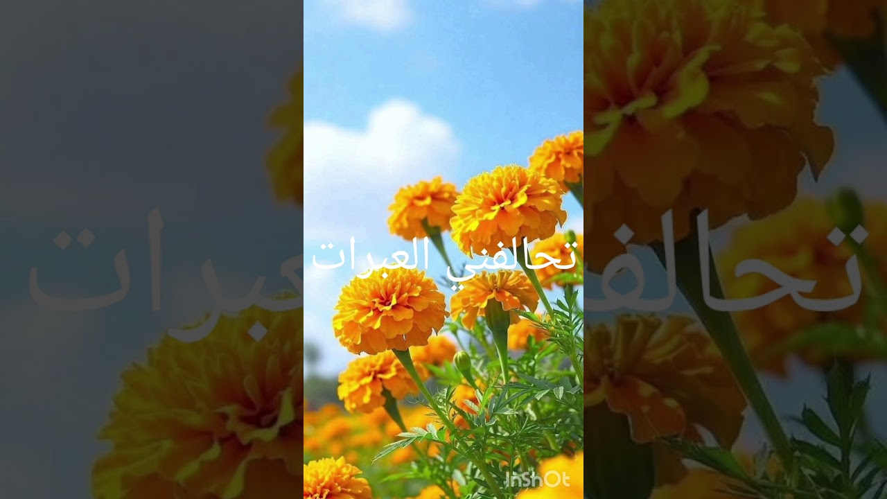 قصيدة جديدة بعنوان تحالفني العبرات للشاعر مولاي اسماعيل العلوي