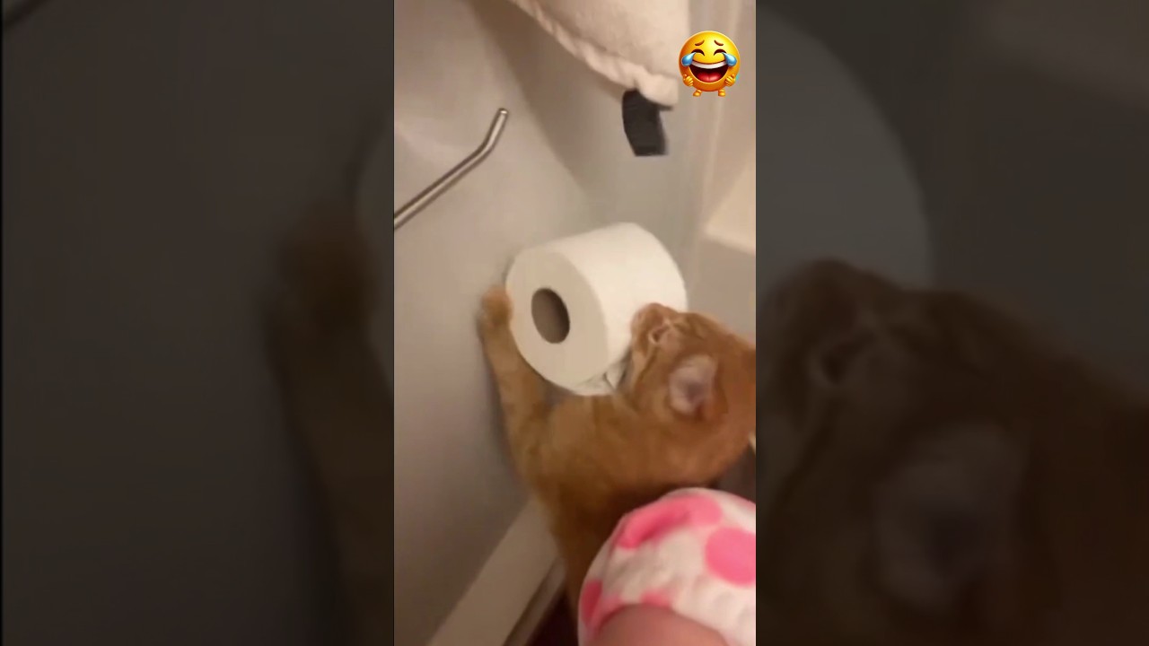 Самое смешное видео про кошек 🤣 Попробуй не засмеяться #шорты #кошки