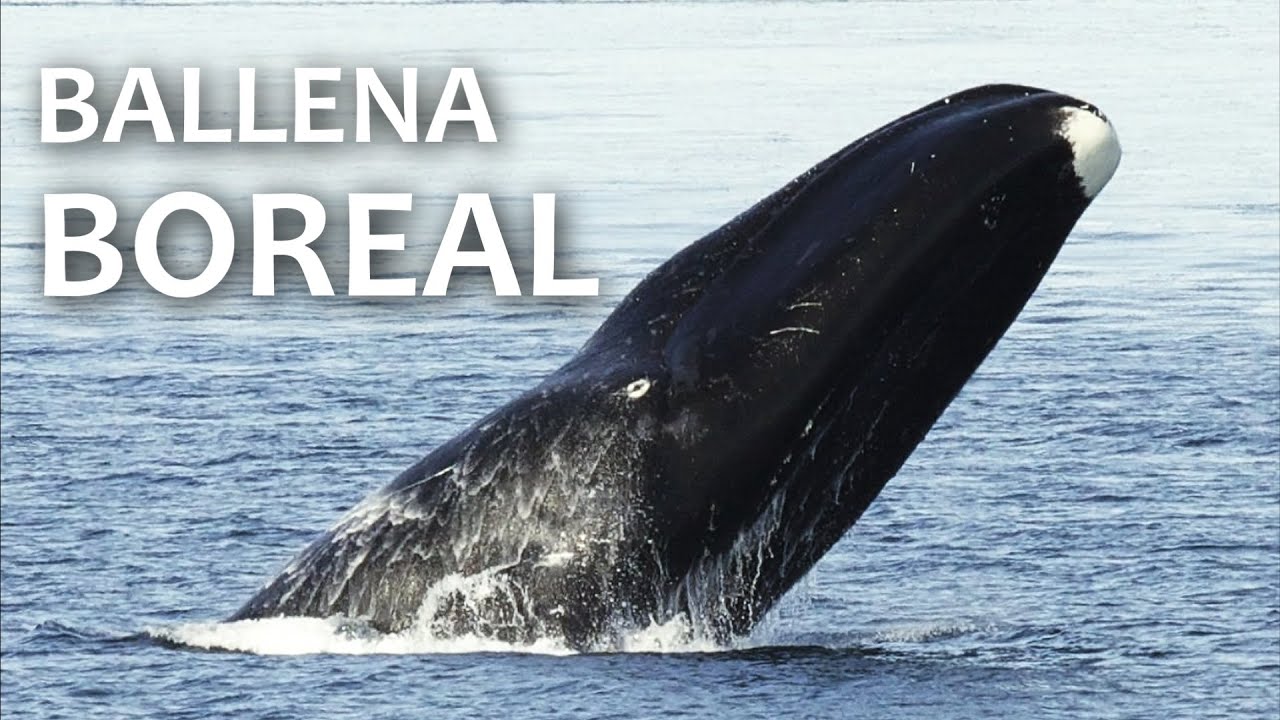 Ballena Boreal | Biolog&iacute;a