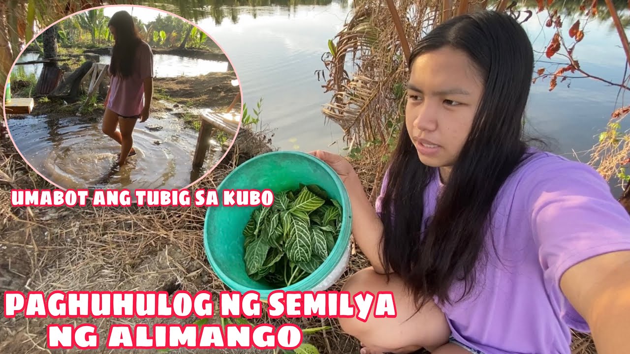 PAGHUHULOG NG SEMILYA NG ALIMANGO SA FISHPOND | TUBIG SA ILOG UMABOT NA SA KUBO