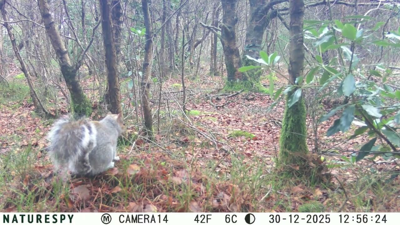 A Few Days in the Forest:  27-30 December 2025