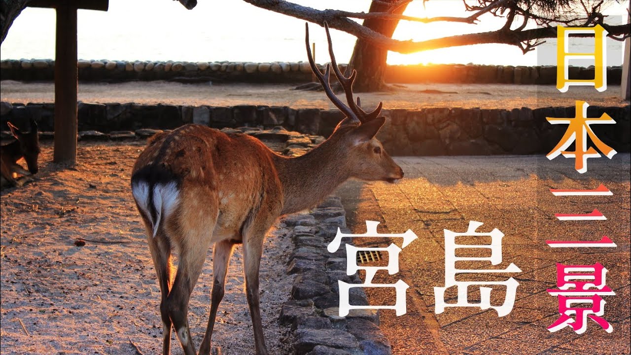 這裏的鹿被認為是神的使者.這裏被譽為日本「國寶之島」.這裏是日本三景之一--宮島!