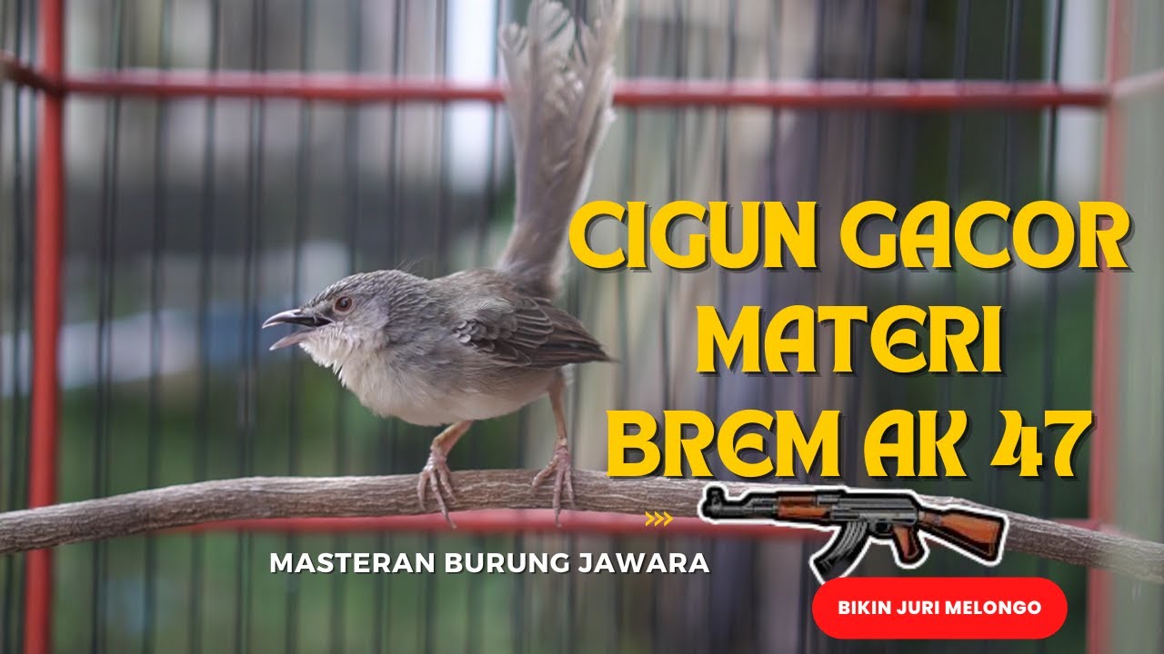 cigun gacor materi brem AK 47 masteran handal burung jawara