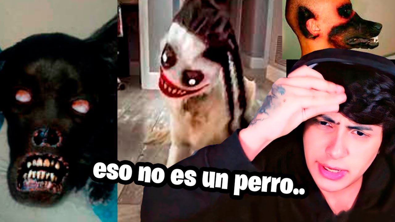 animales actuando como HUMANOS 2 ☠️
