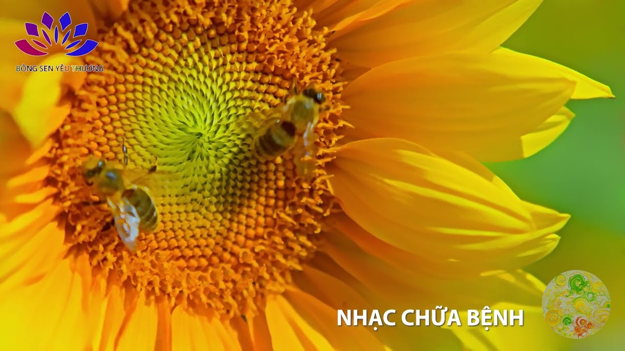 NHẠC CHỮA BỆNH GHI NGÀY 5 2 2026