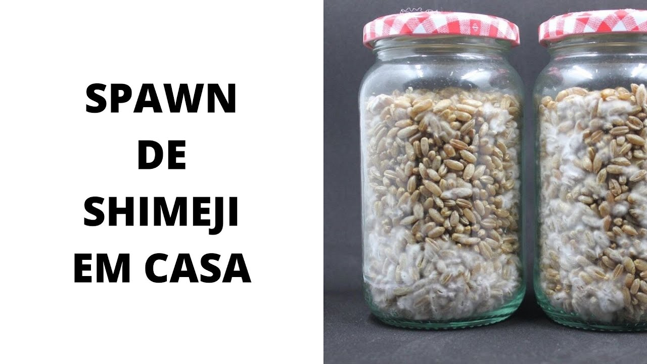 Como facilmente fazer semente de cogumelo Shimeji em casa