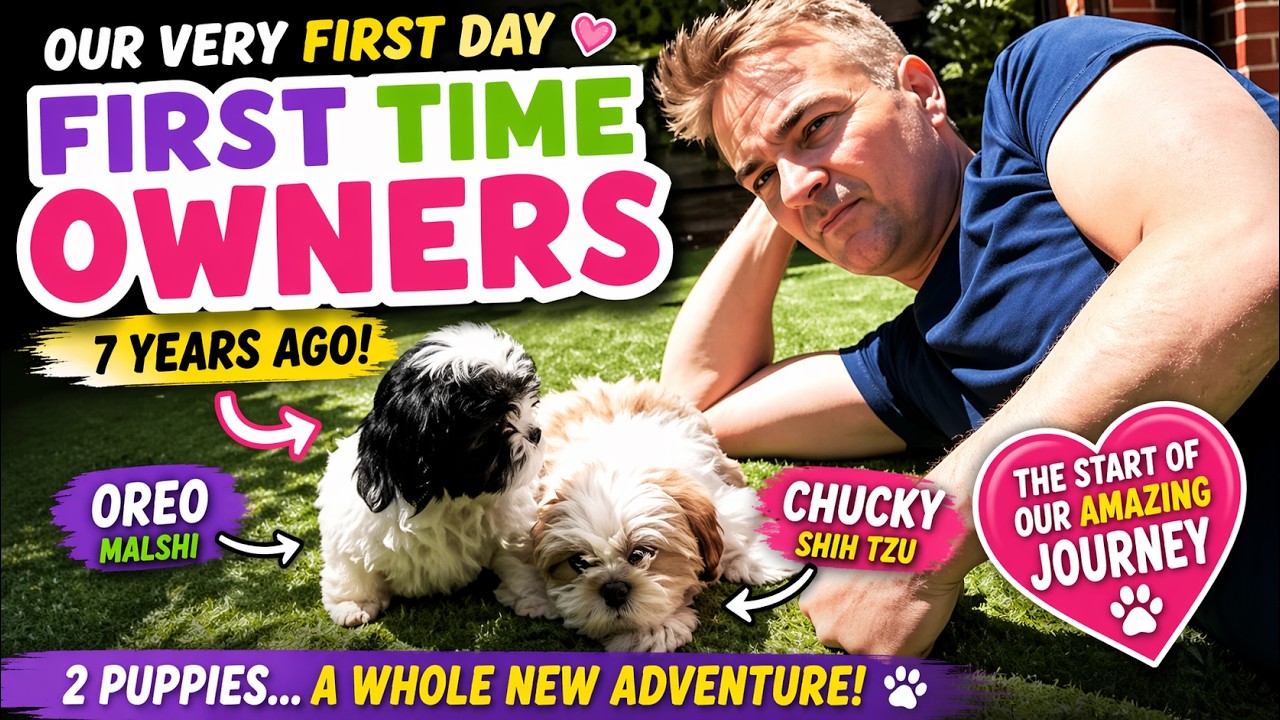 First-Time Dog Owners – Malshi & Shih Tzu Puppies
