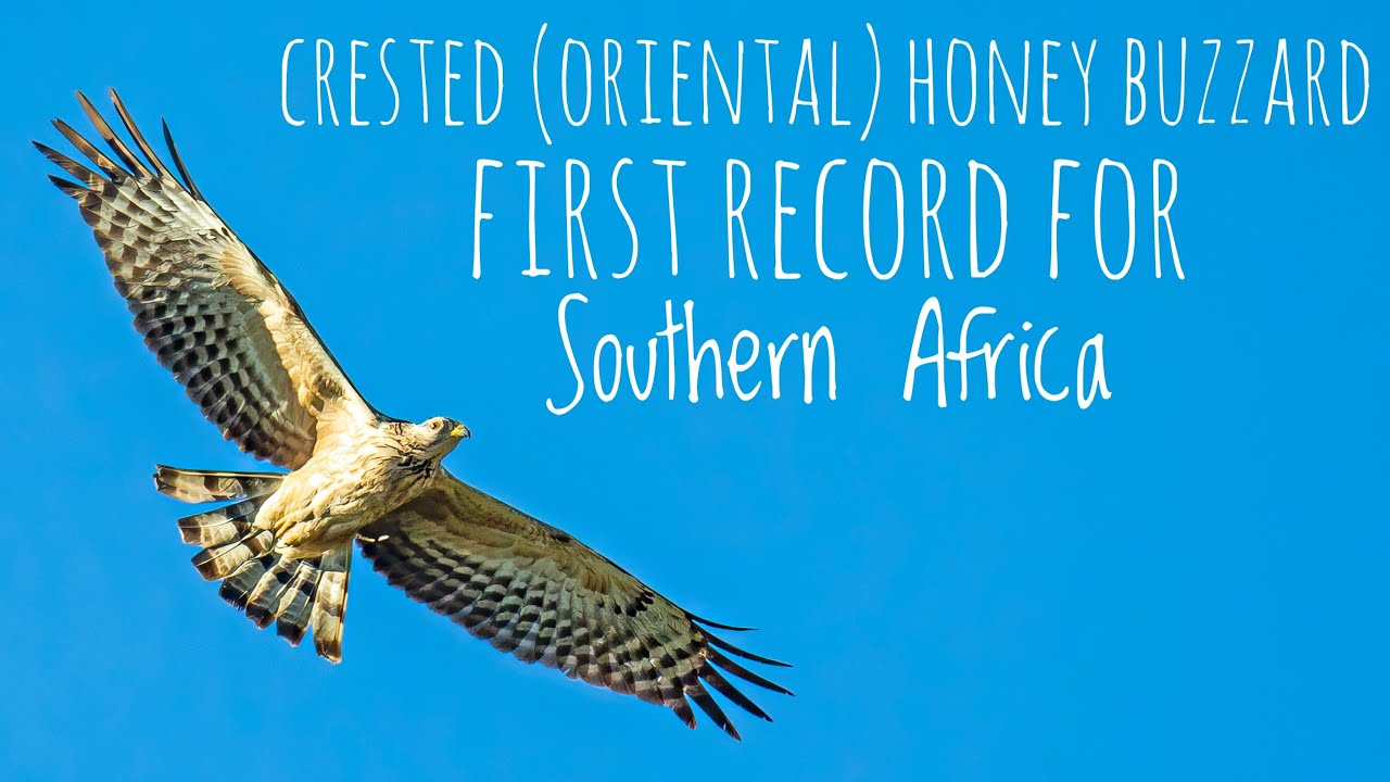 Crested (Oriental) Honey Buzzard (Pernisptilorhynchus)Afrikaans: Oosterse Wesperdief