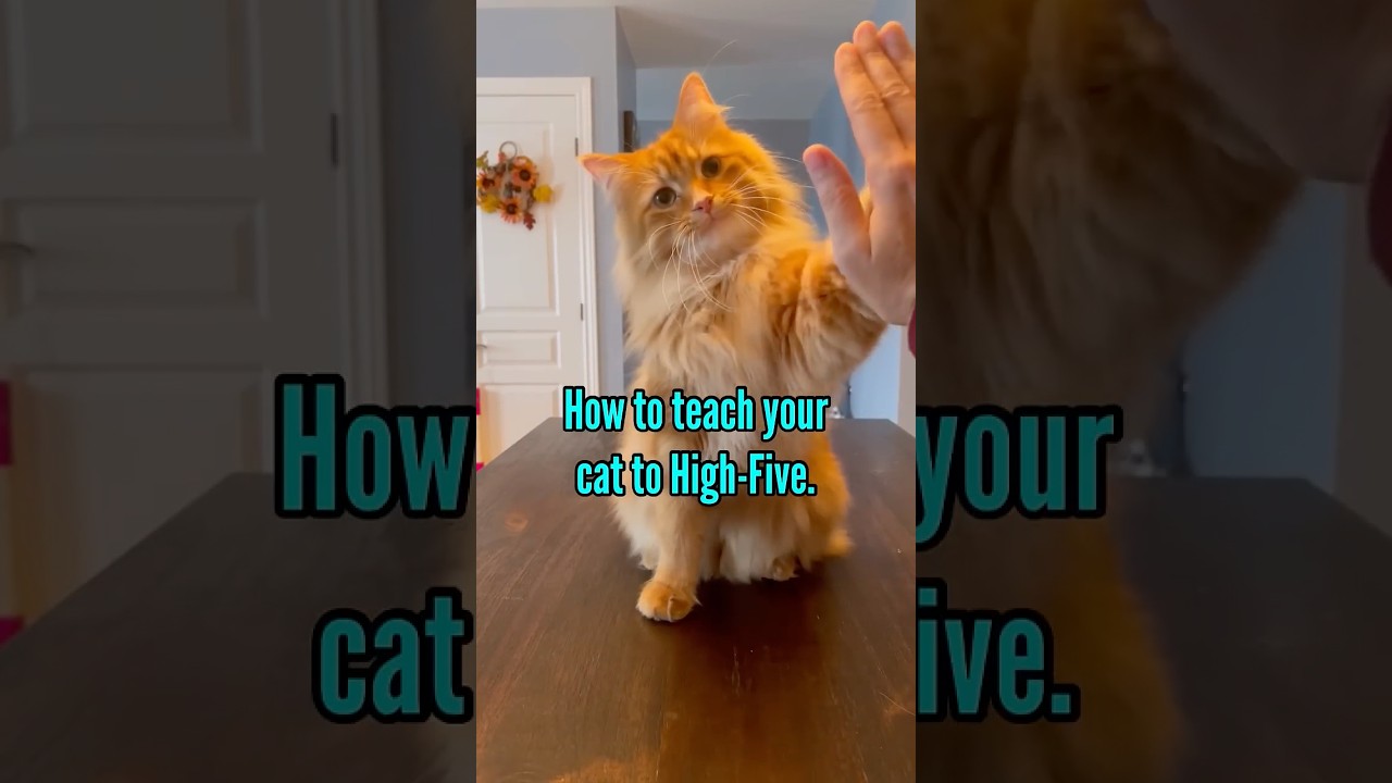 How to teach your cat the high-five in 6 steps.