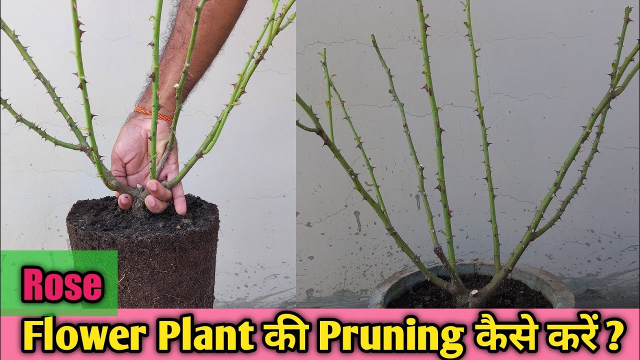 Rose Flower Plant की Pruning कैसे करें ? How to Pruning of Rose Flower Plants ?
