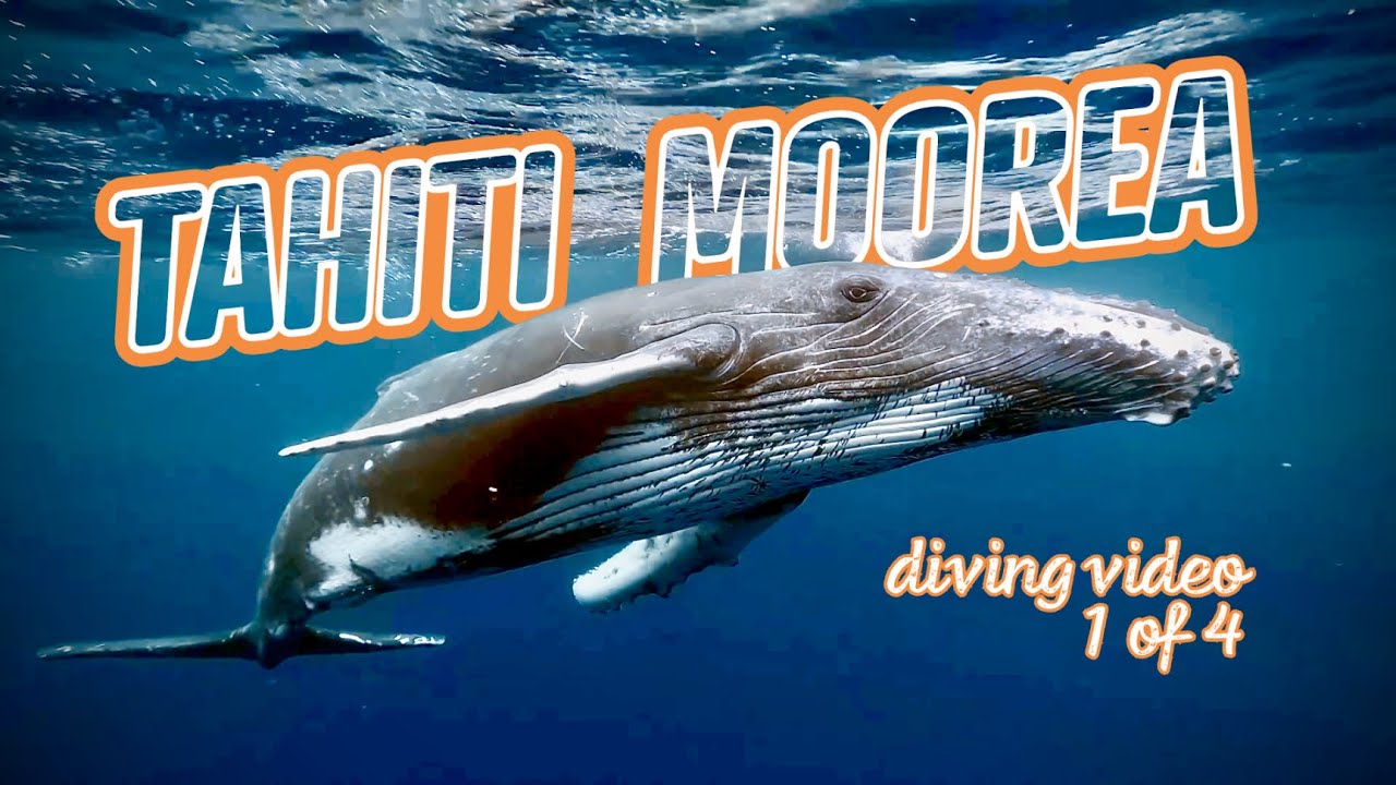 🏝️ French Polynesia Diving Documentary [1/4]: INTRO, TAHITI, MOOREA