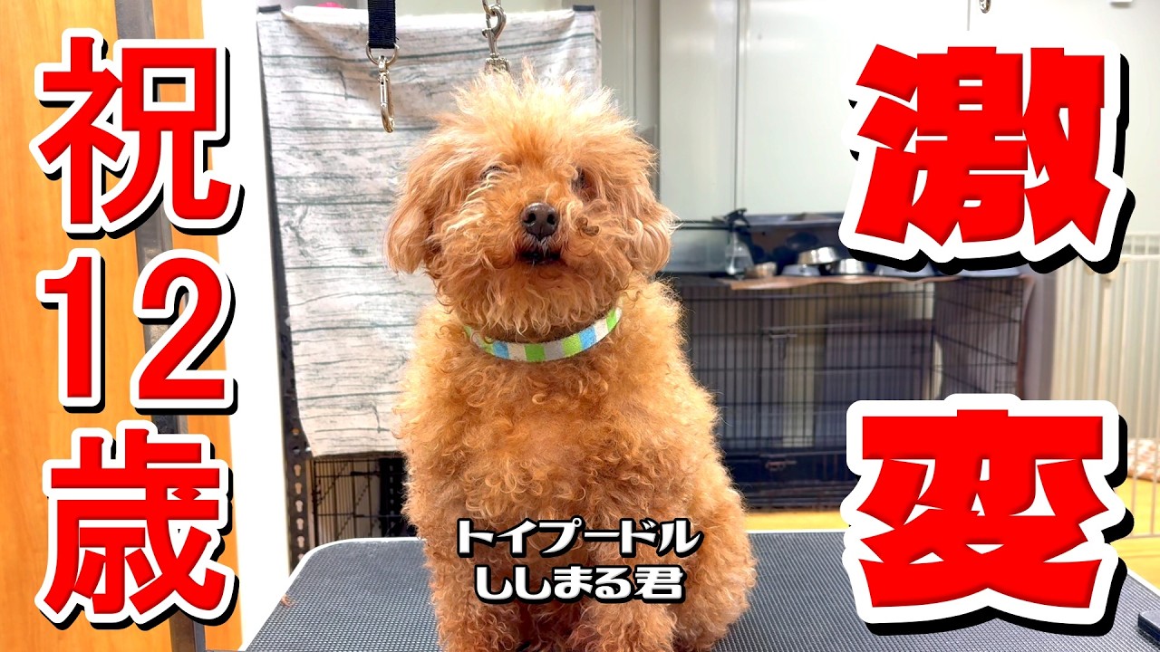 【祝12歳】テディベアで激変！トイプードル・ししまる君 #toypoodle #トイプードル #トリミング