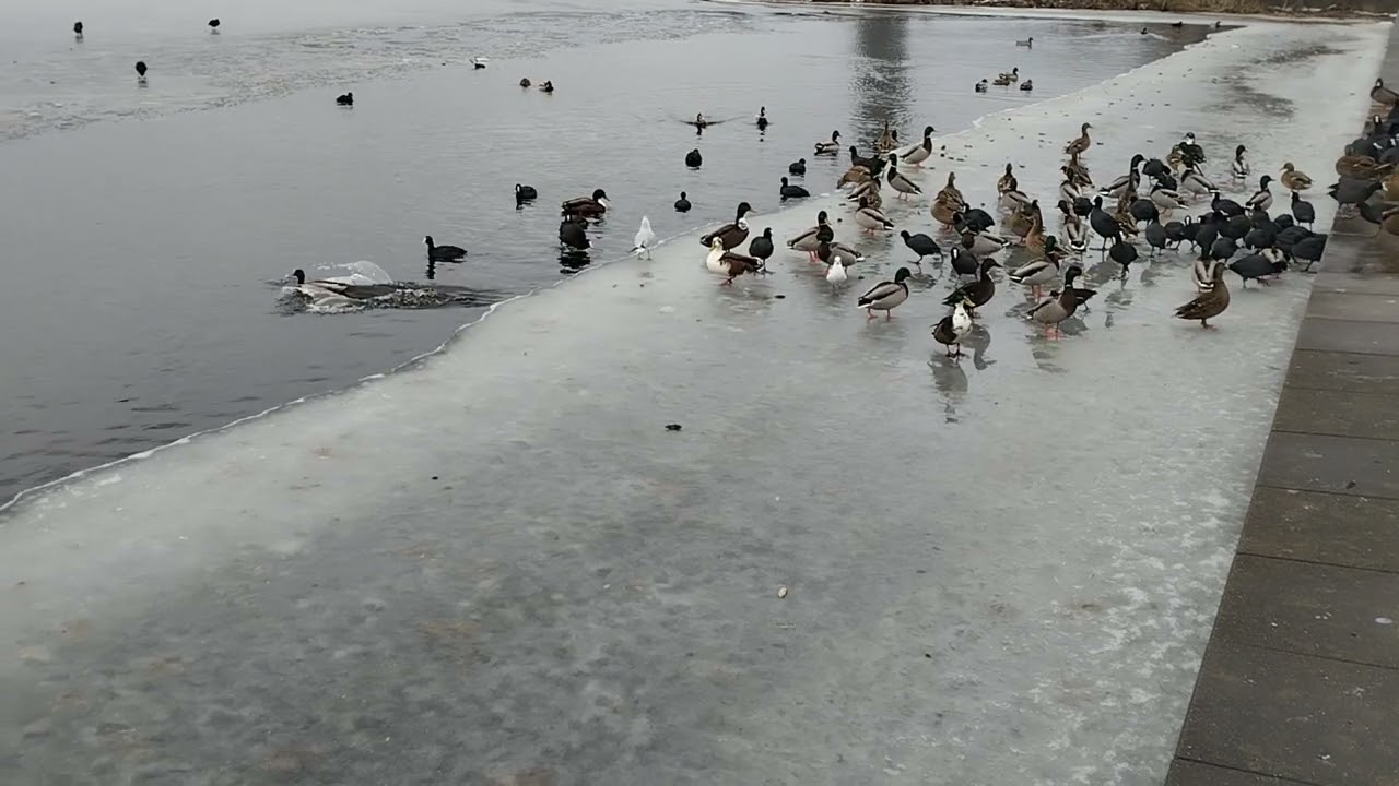 Winter is a harsh time. Kind people fed the birds.
