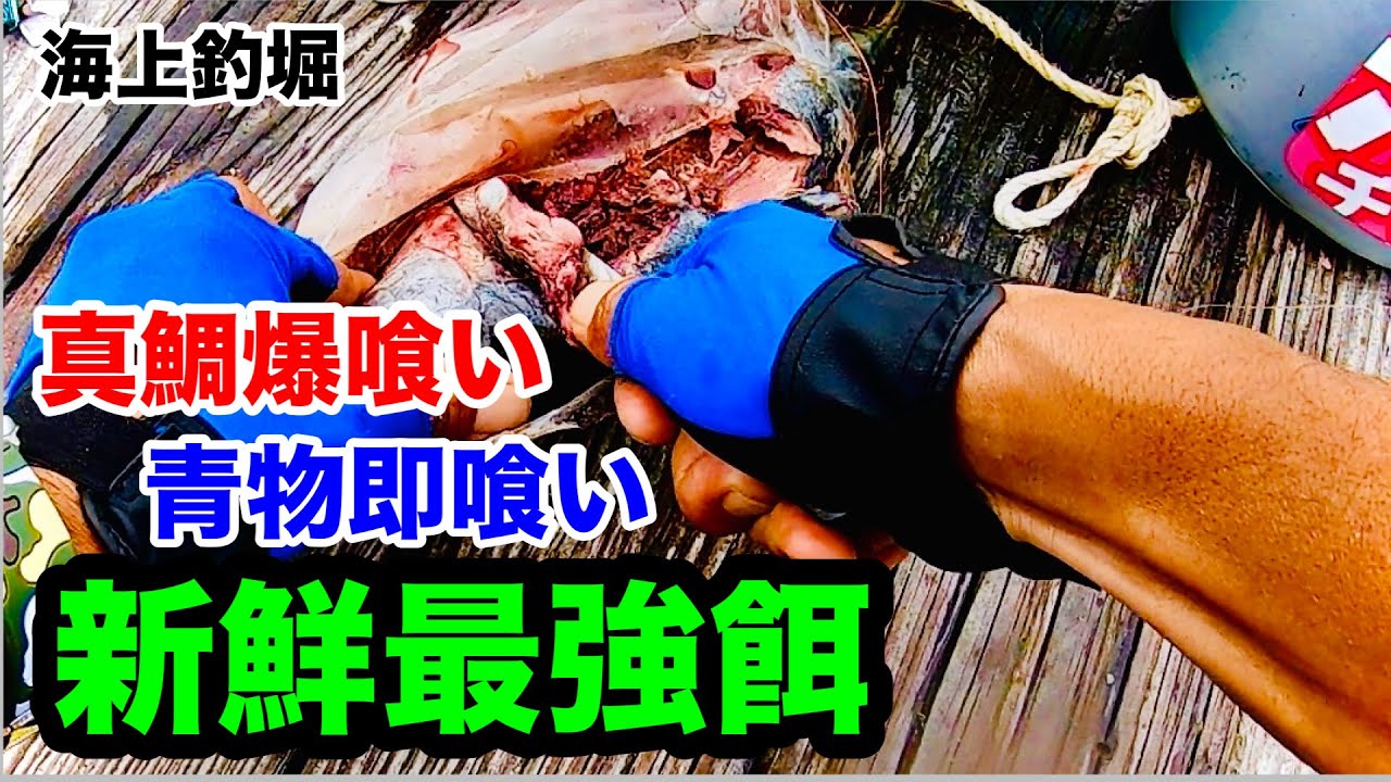 【海上釣堀】青物真鯛に新鮮最強餌@Pポチさん