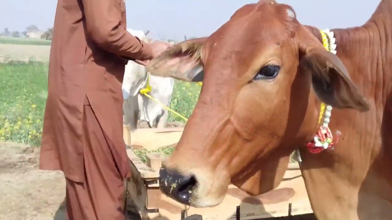 چولستانی جرسی فریزن کراس 3گائے سستیاں ترین برائے فروخت یوٹیوب پاکستان