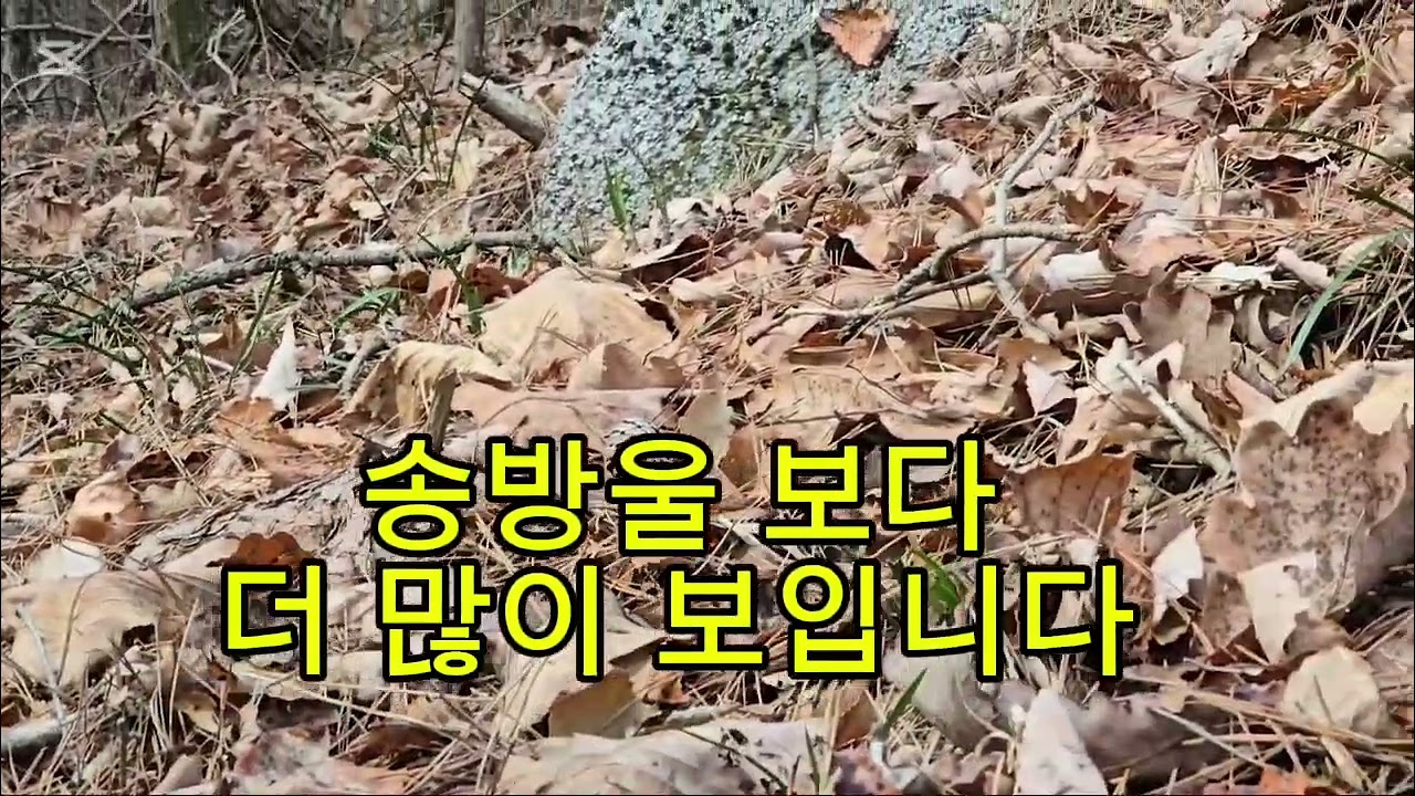 #1월30일 보성군 율어면 #산행했습니다  #난만보고 왔습니다
