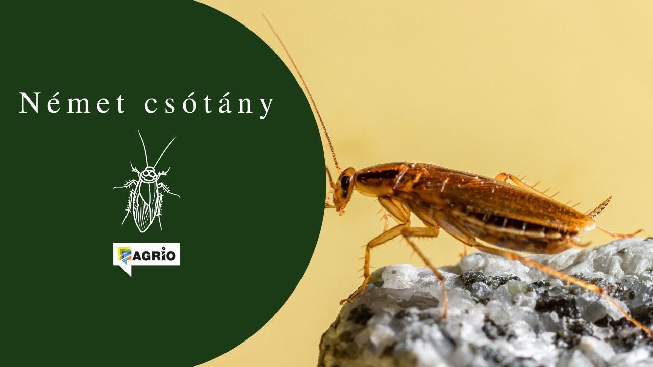 Német csótány (Blattella germanica) - agrio.hu